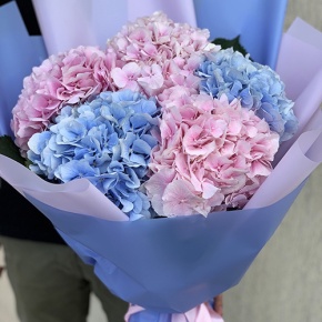 Букет из 5 голландских гортензий микс в Луховицах