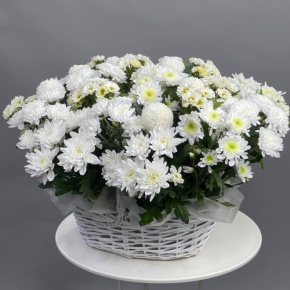 Композиция в корзине из микса хризантем в Луховицах
