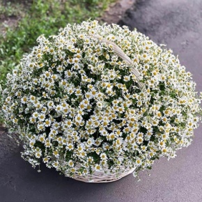 Композиция в корзине из 151 ромашки в Луховицах