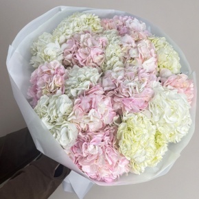 Букет из 17 нежных гортензий в Луховицах