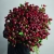 Монобукет из 75 кустовых роз Марун (70 см) в Луховицах Монобукет из 75 кустовых роз Марун (70 см) в Луховицах