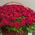 Композиция в корзине из 151 красной розы в Луховицах Композиция в корзине из 151 красной розы в Луховицах