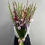 Букет из 25 гладиолусов микс в Луховицах Букет из 25 гладиолусов микс в Луховицах
