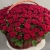 Композиция в корзине из 151 красной розы в Луховицах Композиция в корзине из 151 красной розы в Луховицах
