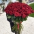 Букет из 101 красной розы (90 см) в Луховицах Букет из 101 красной розы (90 см) в Луховицах