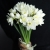Букет из 25 нарциссов в Луховицах Букет из 25 нарциссов в Луховицах